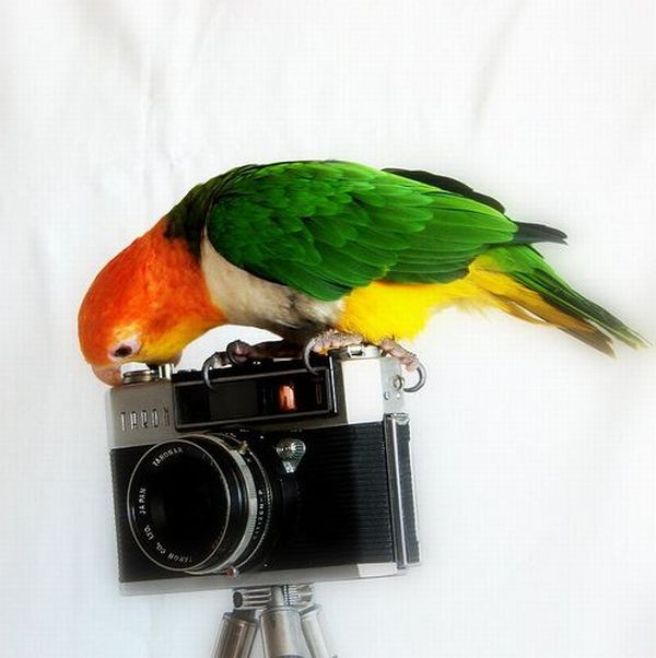 [animals_and_cameras_10.jpg]