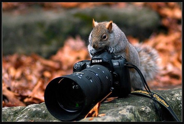 [animals_and_cameras_23.jpg]