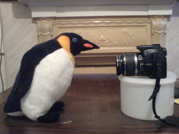 [animals_and_cameras_20.jpg]