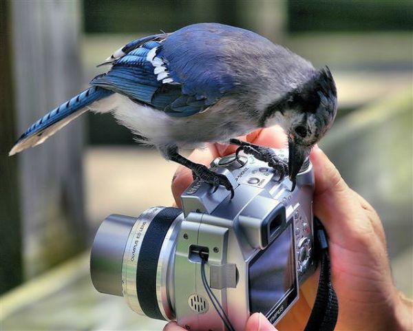 [animals_and_cameras_19.jpg]