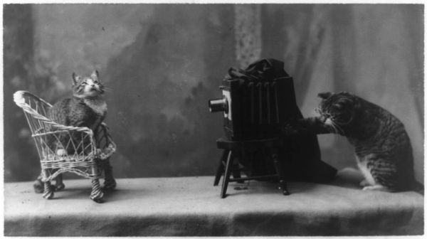 [animals_and_cameras_16.jpg]