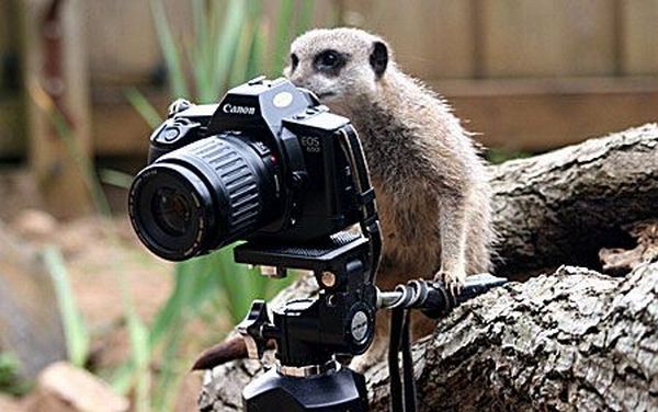 [animals_and_cameras_07.jpg]