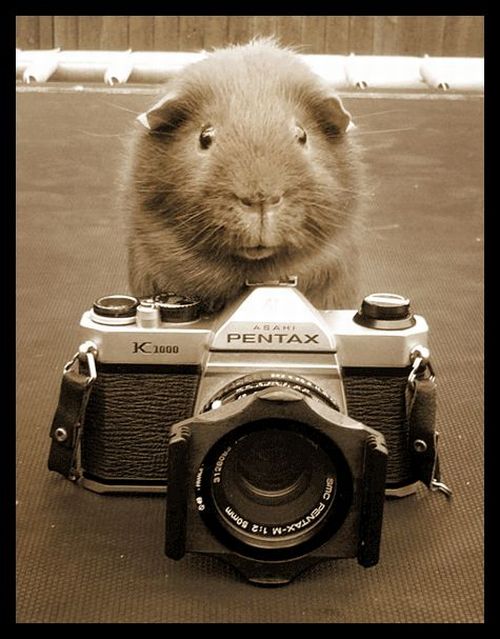 [animals_and_cameras_05.jpg]