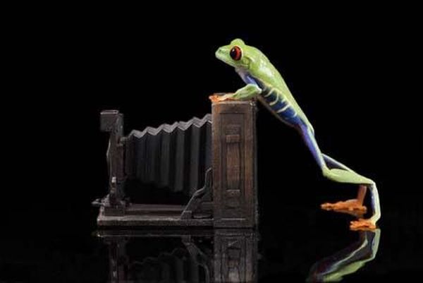 [animals_and_cameras_04.jpg]