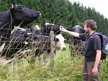 Luxembourgh - playing with cows