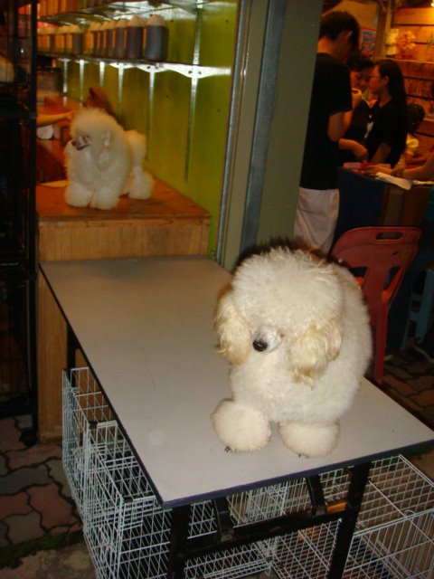[DSC05531.JPG]