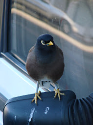Oiseau de l'île de La Réunion