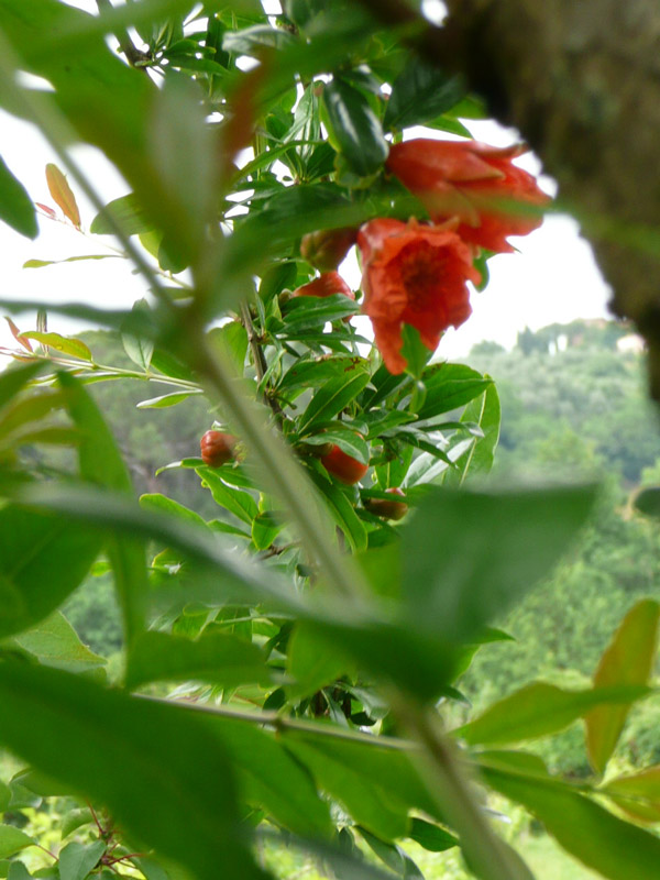 Melograno in fiore melograno, fiore