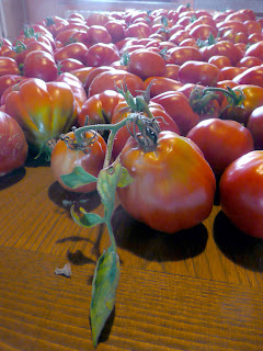 Una parte del raccolto di pomodori che sta per essere trasformata in vasetti di passata