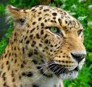 jaguar............