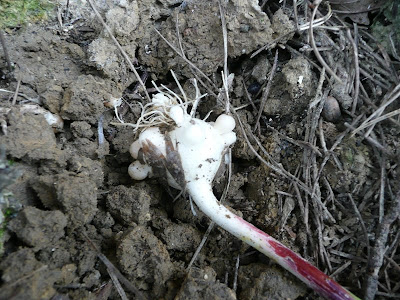 Aglio selvatico bulbo Aglio selvatico bulbo