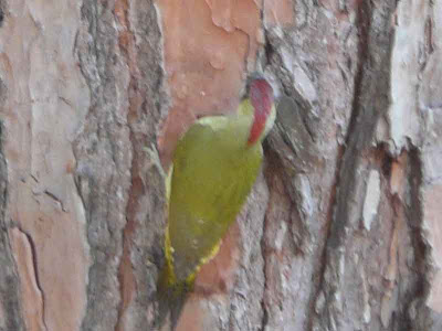 Picchio-Verde-C