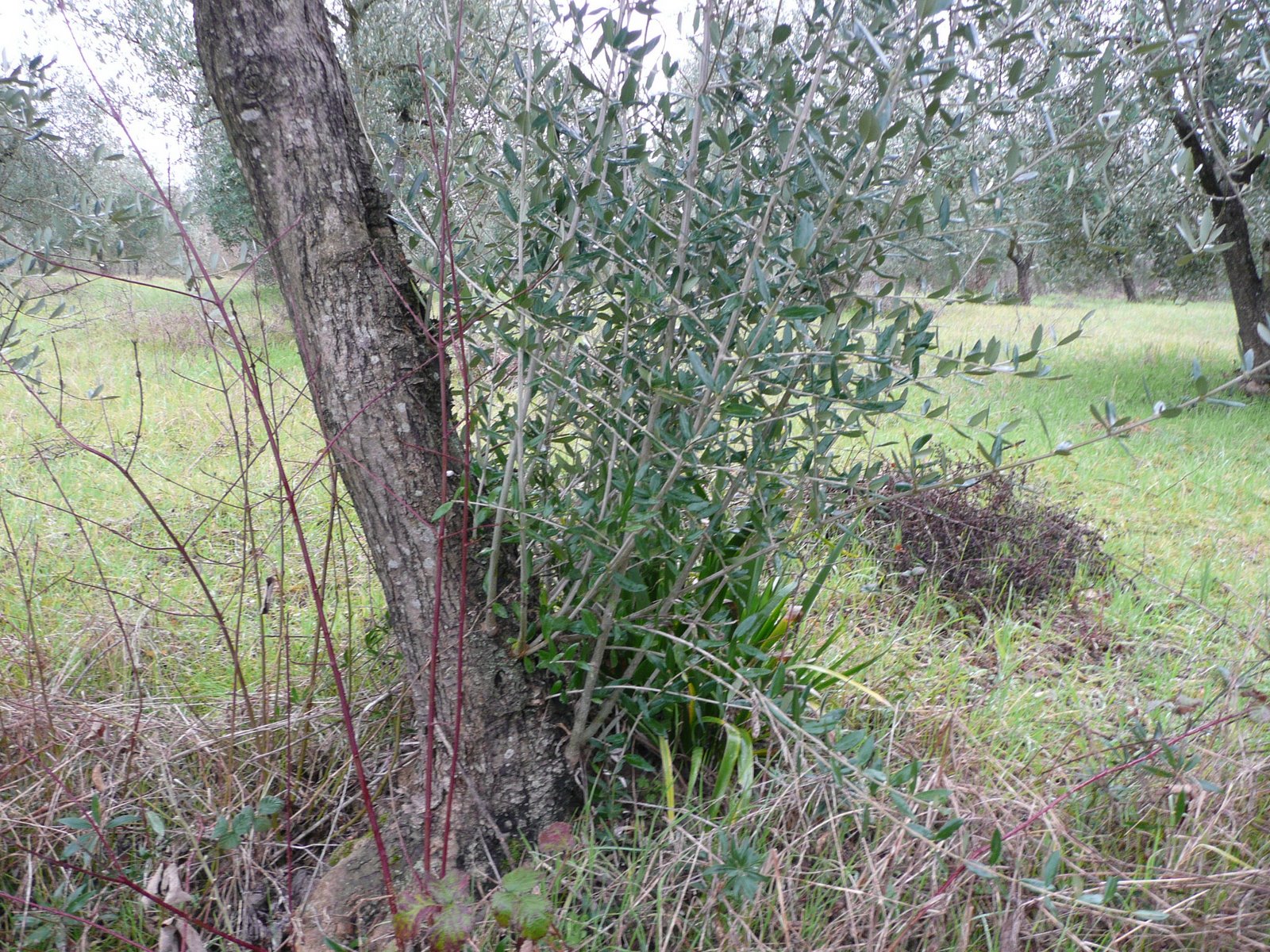 Olive tree pruning