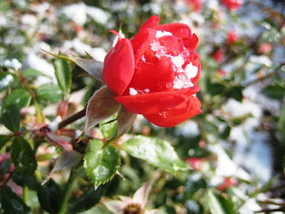 Roland Lee photo of snow on red rose