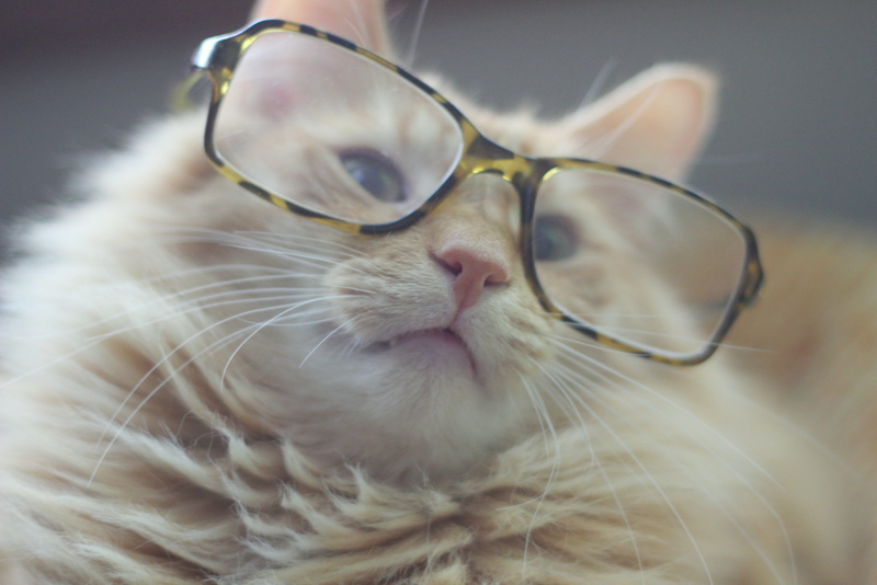 Cat Wearing Glasses