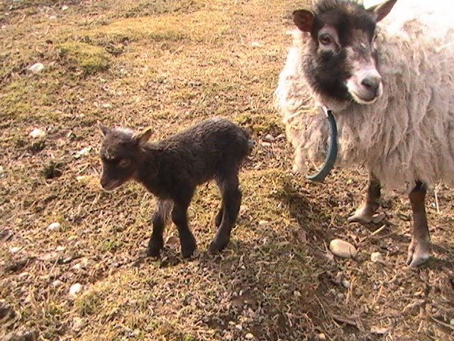 [Vanilla+and+baby+ewe.JPG]