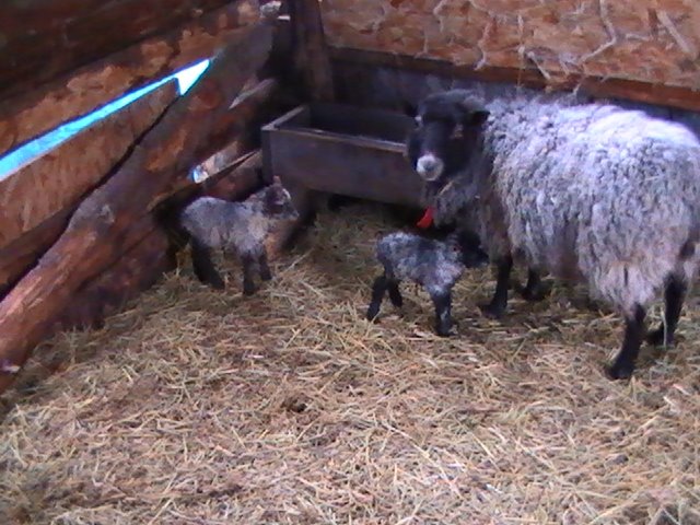 [Brownies+with+her+twins.JPG]