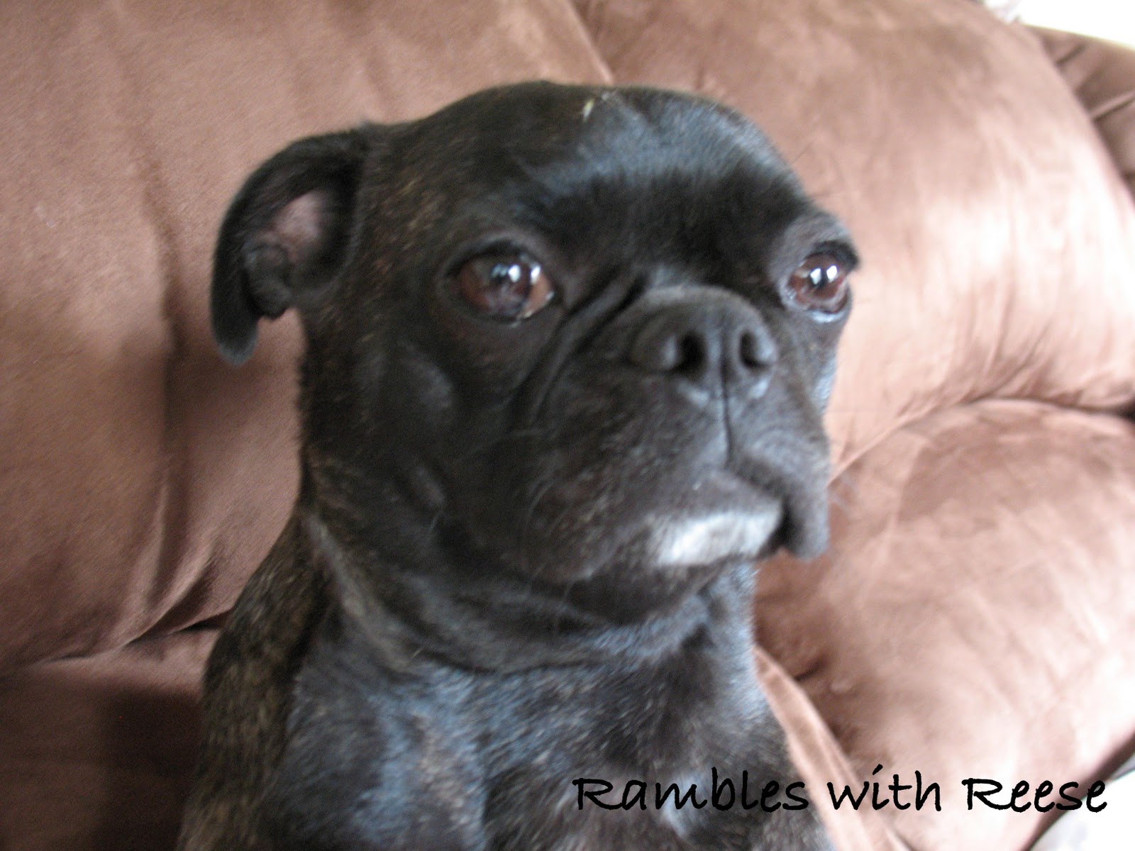 half pug half boston terrier half boxer half boston terrier breeds picture half pug half boston terrier half boxer half boston terrier breeds picture