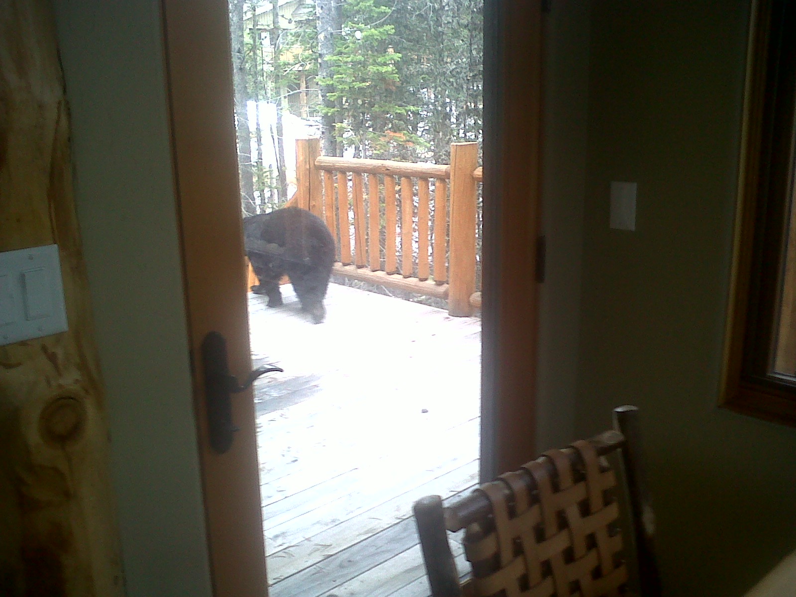 Bear Leaving