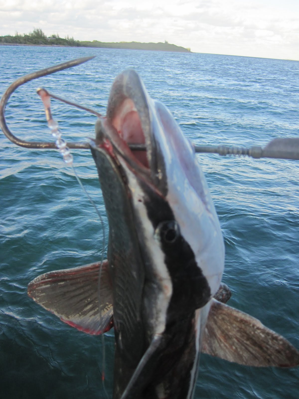 remora chub edible weird cay berry islands anchor caught released looking