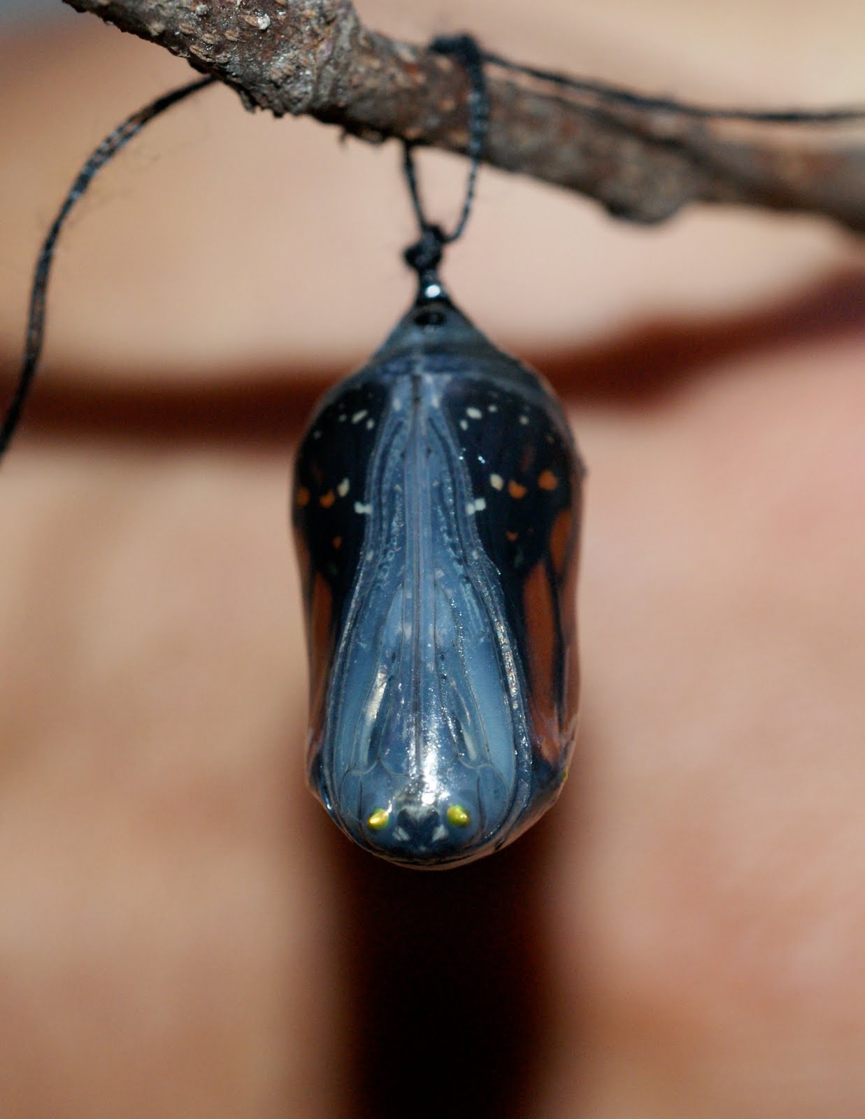 A Monarch Butterfly's Journey, 2010 The chrysalis