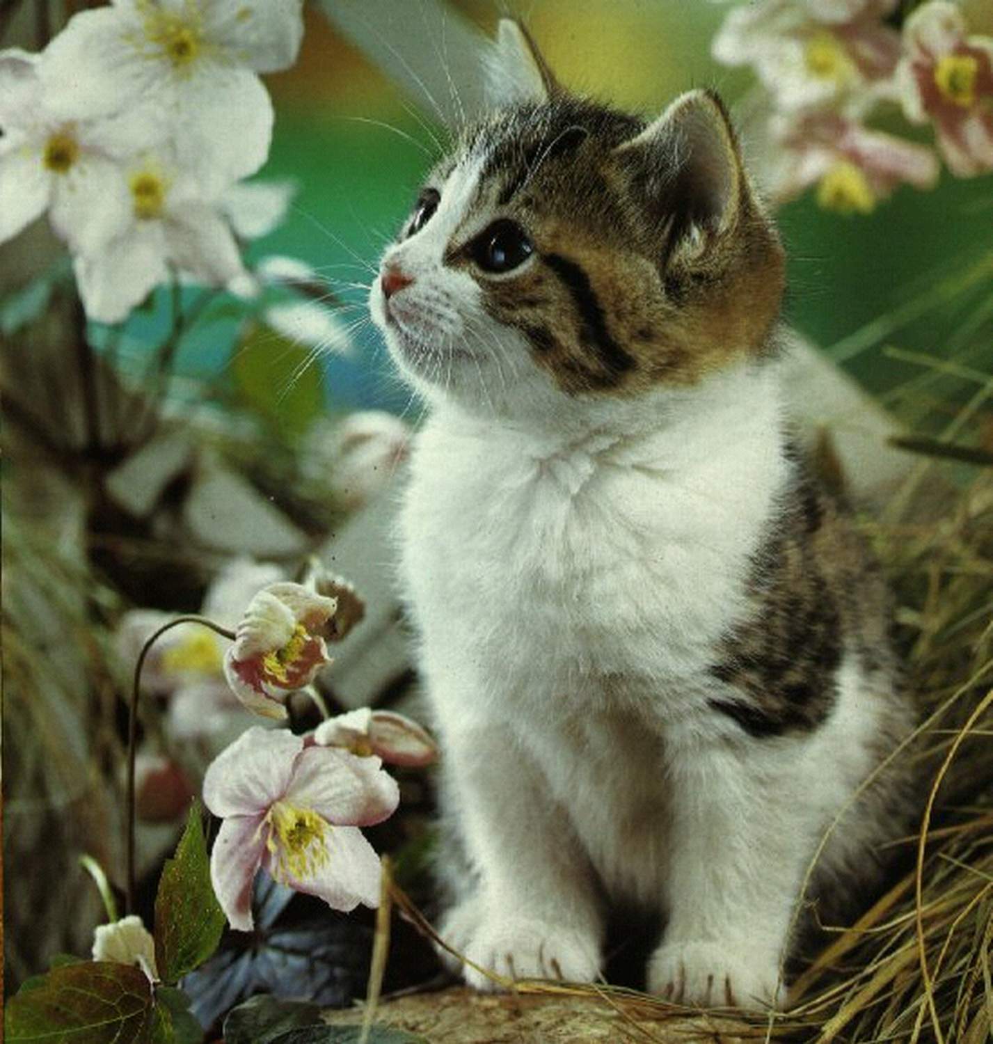 http://4.bp.blogspot.com/_X06SgDrQdZQ/S73_o3w9KfI/AAAAAAAAAEc/mVQG27VVYYg/s1600/1_cat.jpg