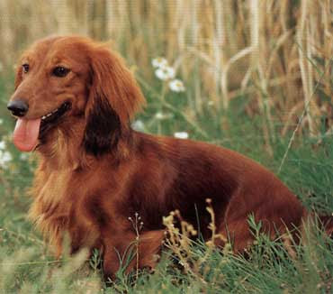 Miniature Long Hair Dachshund Miniature Long Hair Dachshund