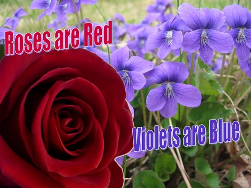 Roses are red. Violets are
