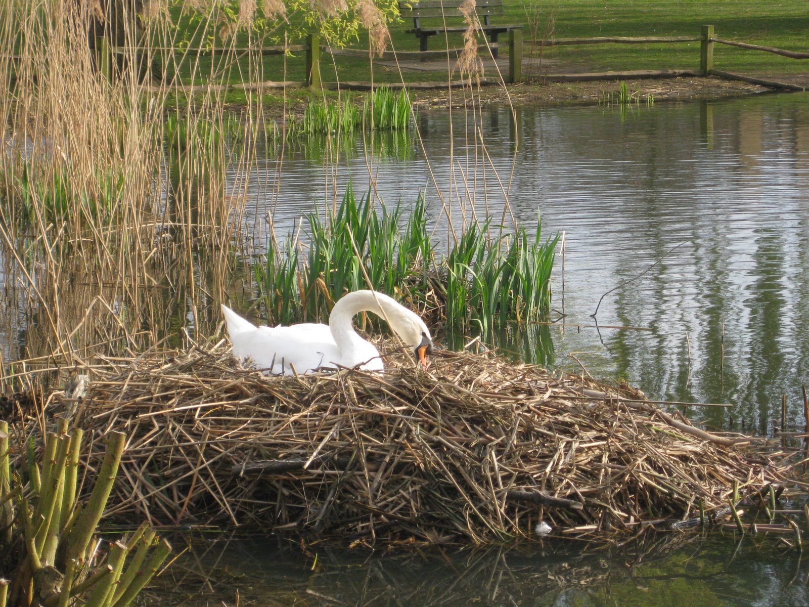 [nesting.jpg]