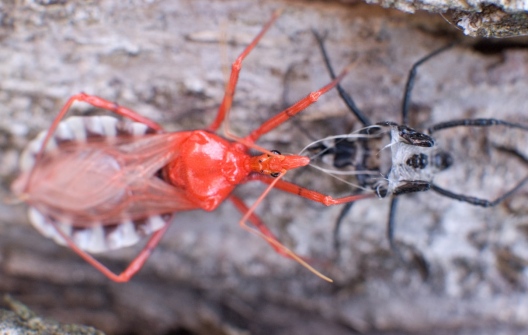 Assassin+bug+bite+symptoms