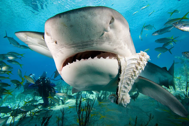 quot;When Nature Attacksquot;? tiger shark attacking. quot;When Nature Attacksquot;?