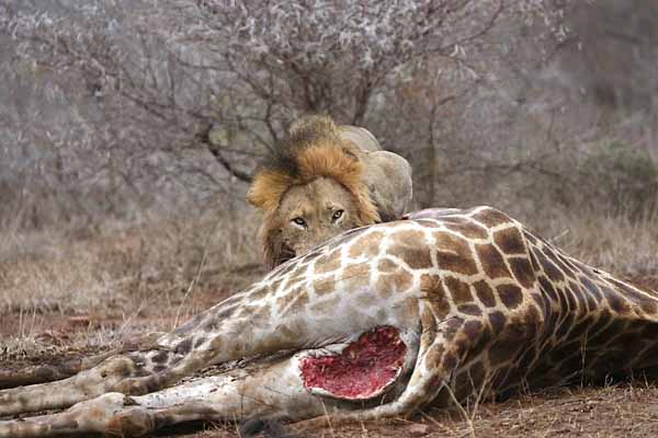 lion+eats+giraffe.jpg