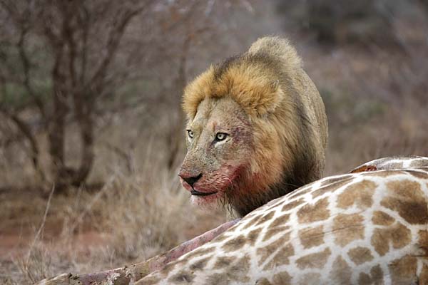 pictures of lions eating pictures of lions eating
