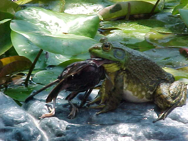 Bullfrog diet feeding