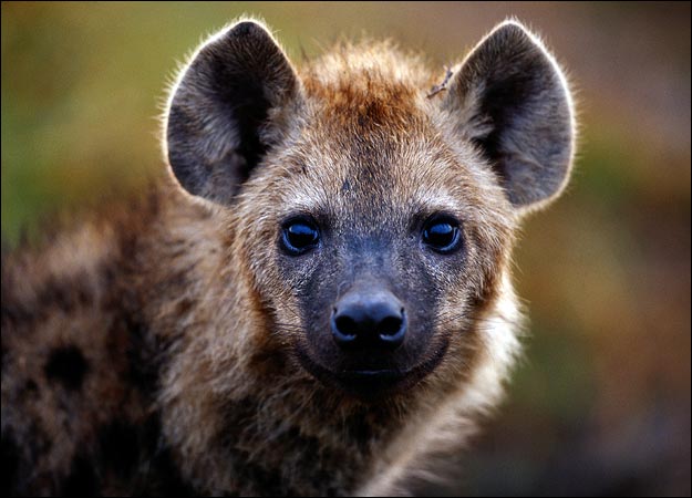 Hyenas: lack a certain appeal | Animals eating Animals