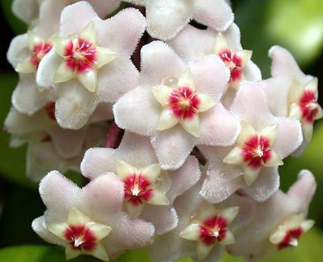 Sinema salonları ne zaman açılacak? SaydeK: Ihlamurlar Çiçek Açarken || “Peki, ne zaman açar?” || " Fark