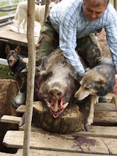 Cazado en Licán Ray