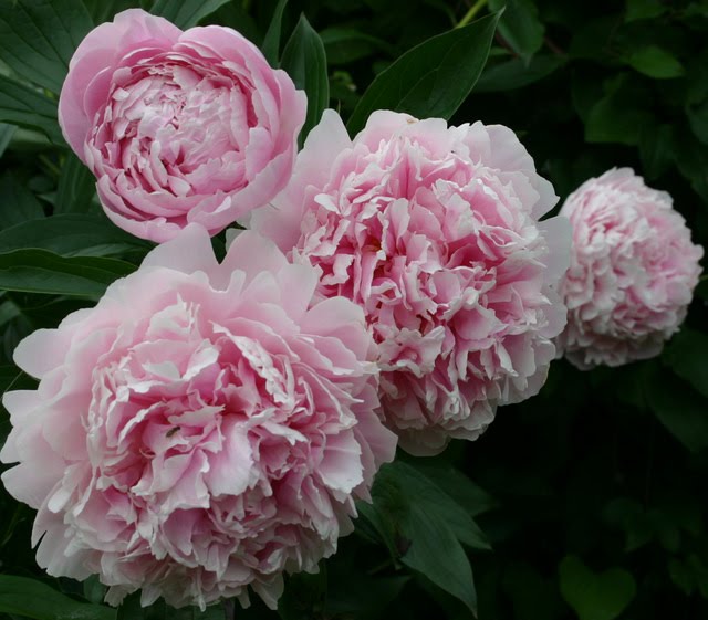 Paper Peony