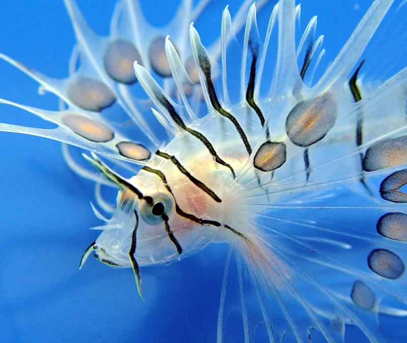 Marine Life Sea creatures Ocean biology Atlantic Lionfish