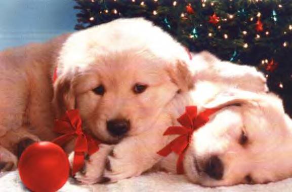 cute puppies wallpaper. Christmas Puppy Backgrounds