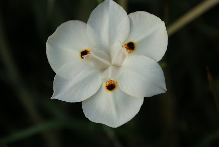 NZ Flower