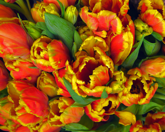 tulips, munich, germany - photo by joselito briones