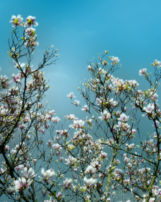 magnolias, schlosspark, erlangen, germany - photo by joselito briones
