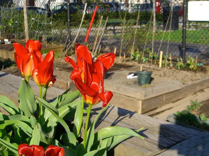 Tulips in Squirrel Brand Garden