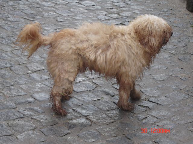 [cão+3.JPG]