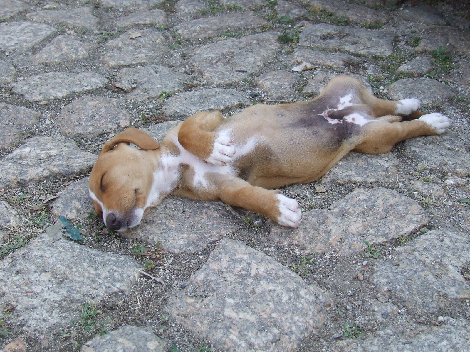 [2009_08080085.JPG]