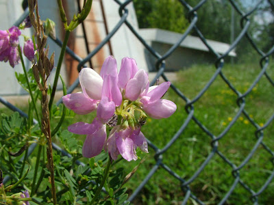 Flower, fence, and tower