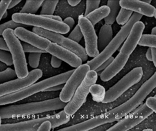 Fusobacterium Natural Treatment Fusobacterium Natural Treatment