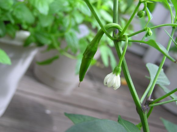 Cayenne Pepper Plant