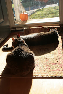 Sun Soaked Kitties